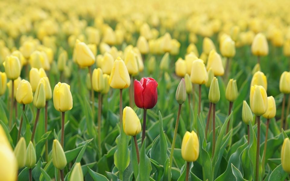 the beauty of standing out