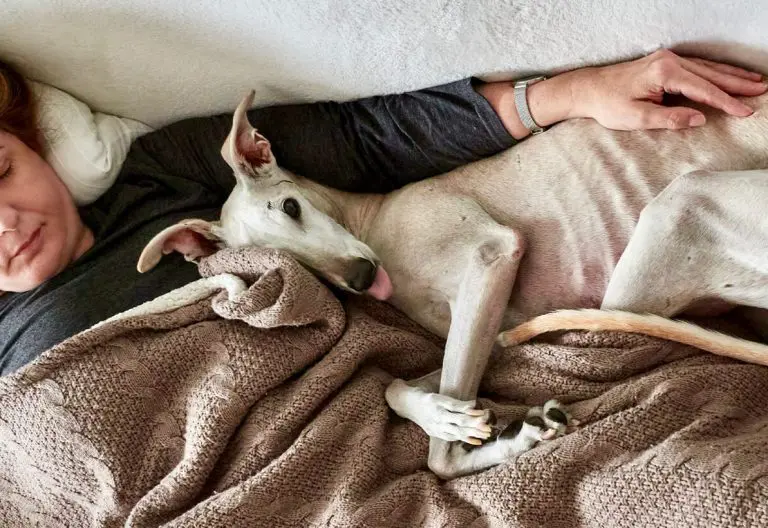 a woman laying on a bed next to a dog.