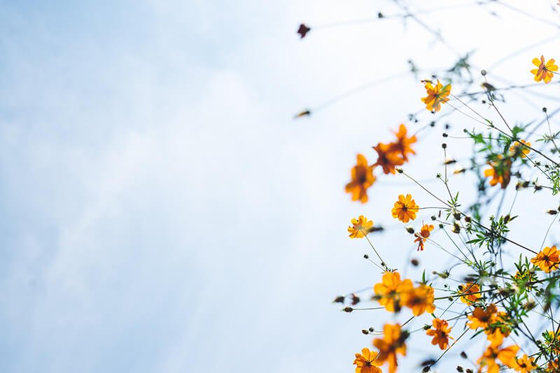 Pretty orange flowers against the backdrop of a blue sky