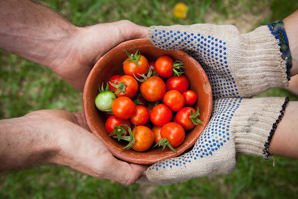 Hands offering a bowl of tomatoes to another pair of receiving hands