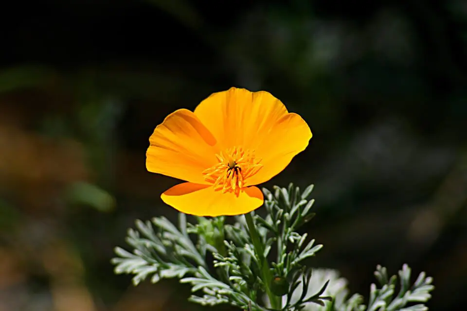 Closeup of yellow flower blossoming