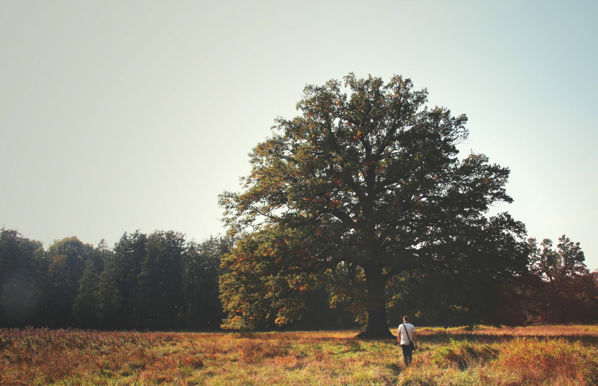 a man standing in a field next to a large tree.