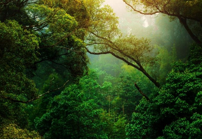 a lush green forest filled with lots of trees.