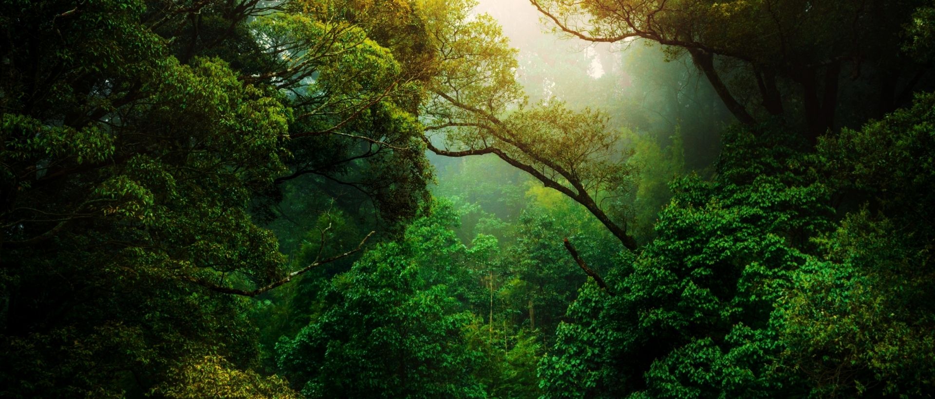 a lush green forest filled with lots of trees.