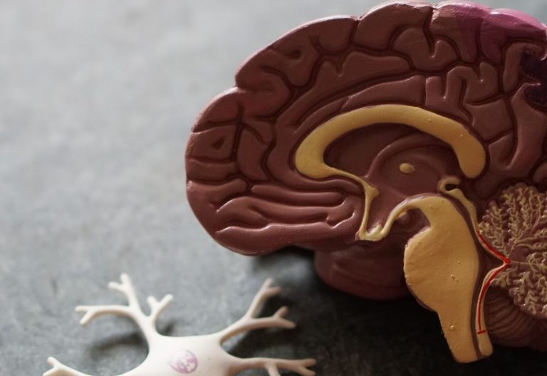 a model of a human brain next to a model of a human brain.