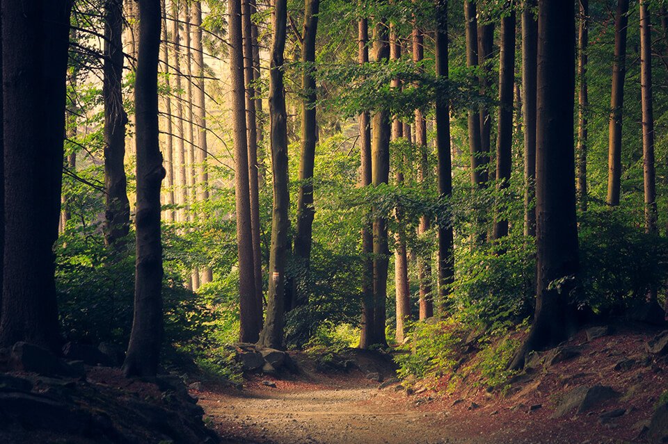 Forest of trees under the morning sun