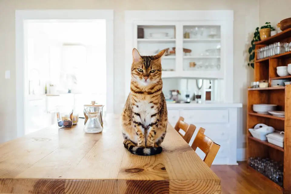 Cat sitting on top of dining table