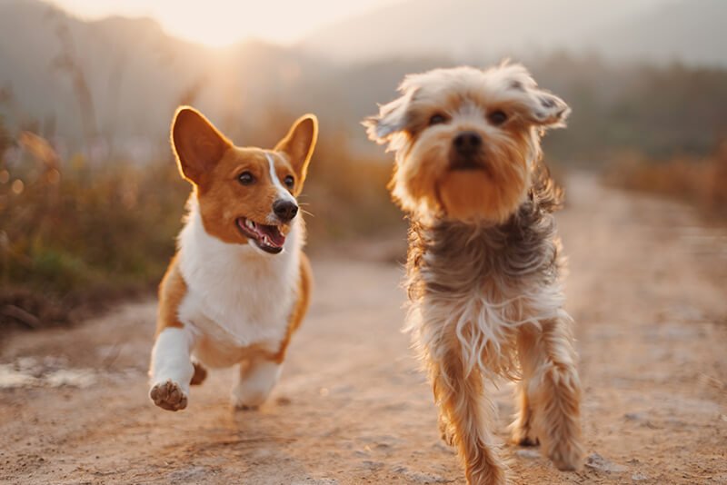 Getting a pet to deal with loneliness