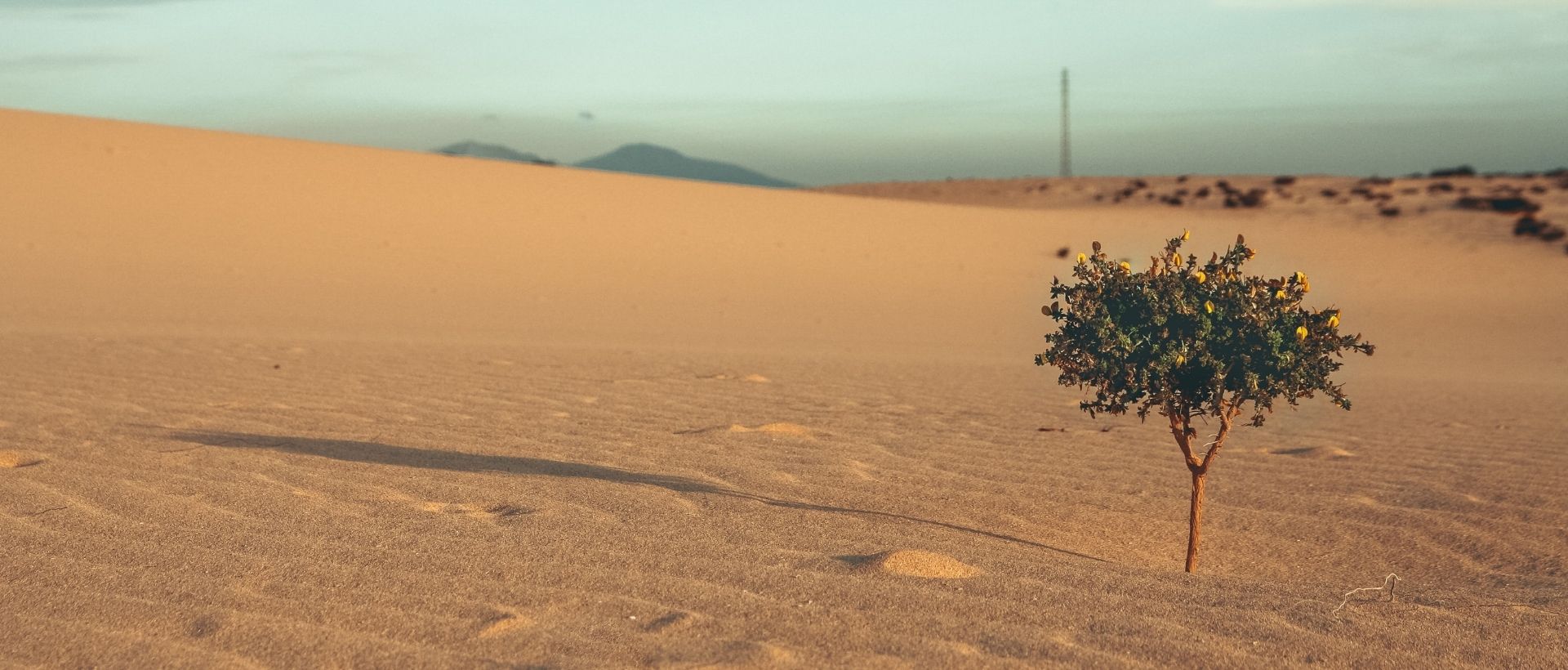 a lone tree in the middle of a desert.