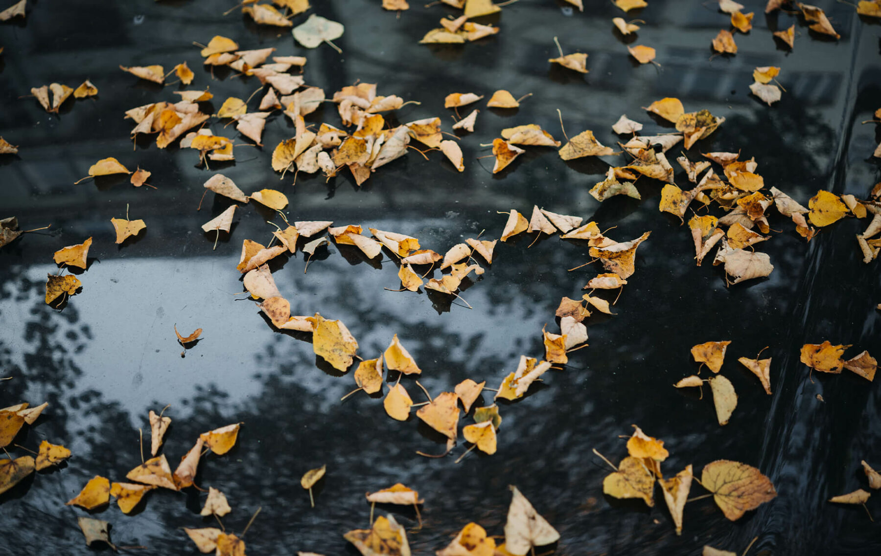 a lot of leaves that are laying on the ground.