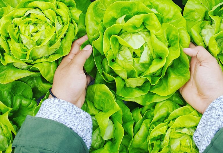 a person standing in a field of lettuce.