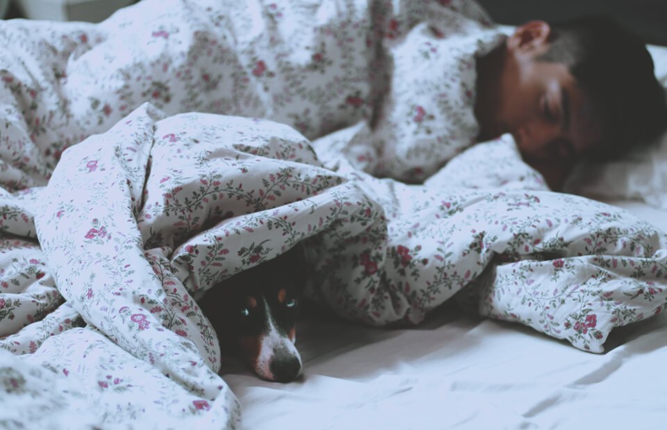 a person sleeping in a bed with a dog under a blanket.