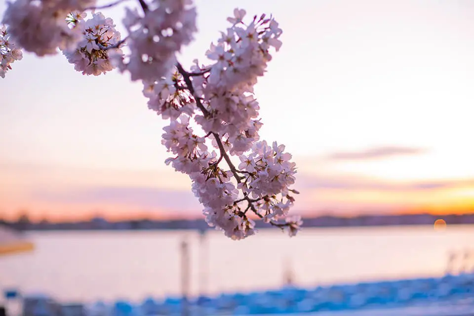 Cherry blossoms