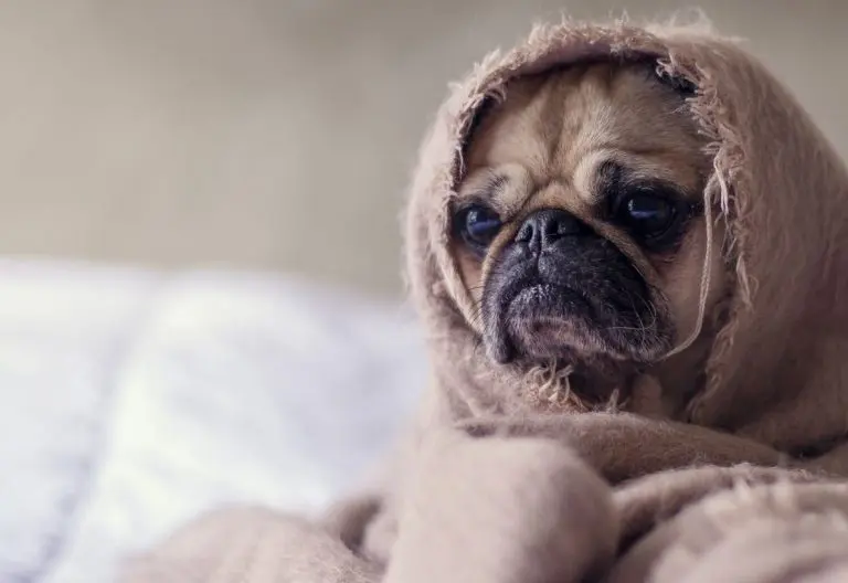 a dog wrapped in a blanket on a bed.