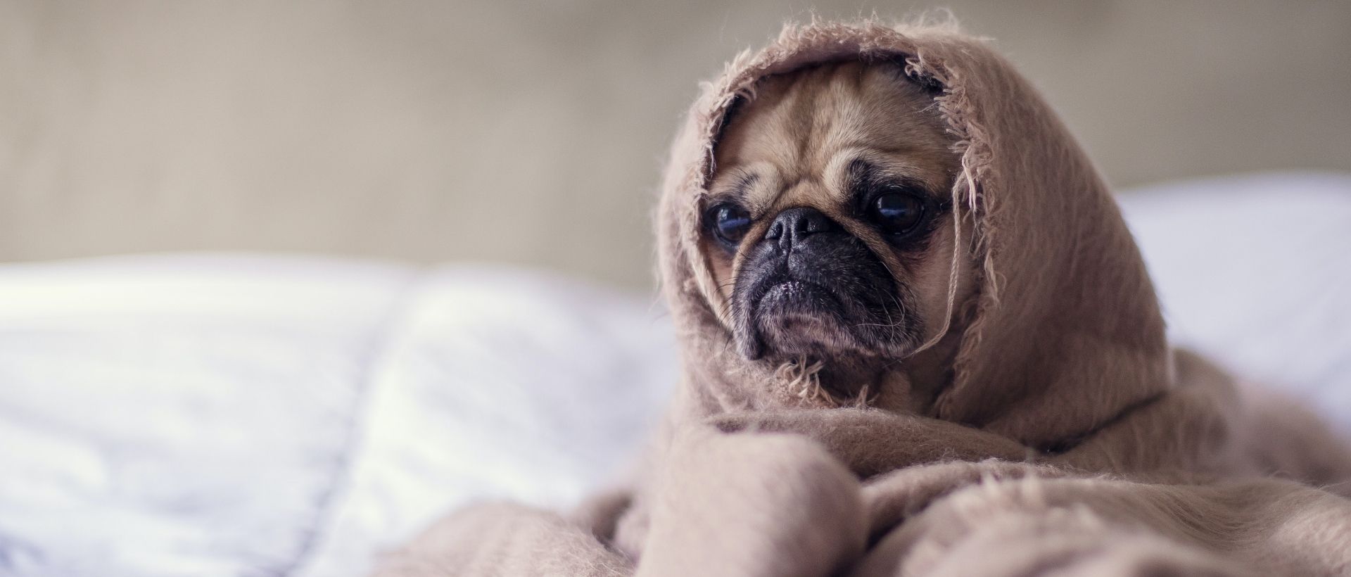 a dog wrapped in a blanket on a bed.