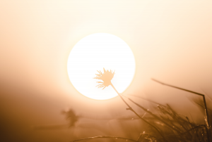 a close up of a plant with the sun in the background.